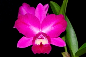 Cattleya N.R. Arnie HCC/AOS 78 pts